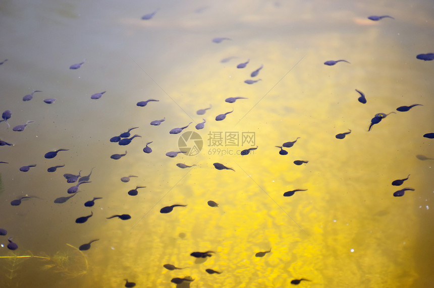 悲剧艺术水生动物幼虫水池动物池塘青蛙花粉生物学动物学图片