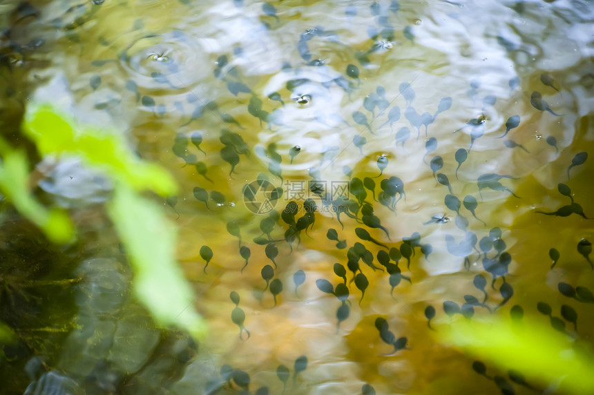 悲剧花粉动物艺术生物学水生动物动物学旱獭池塘两栖青蛙图片
