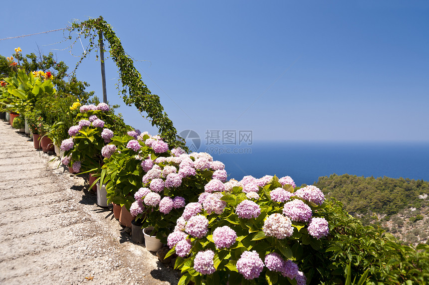 圆环绿色绣球花旅行蓝色粉色花朵图片