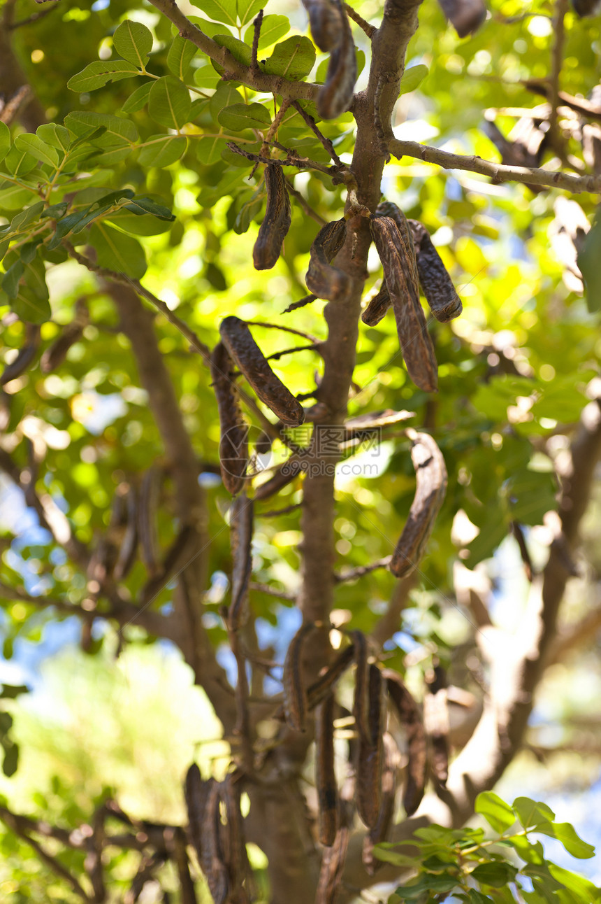 Baobab树果味植物学食物树叶蓝色植物群胡椒热带植物绿色图片