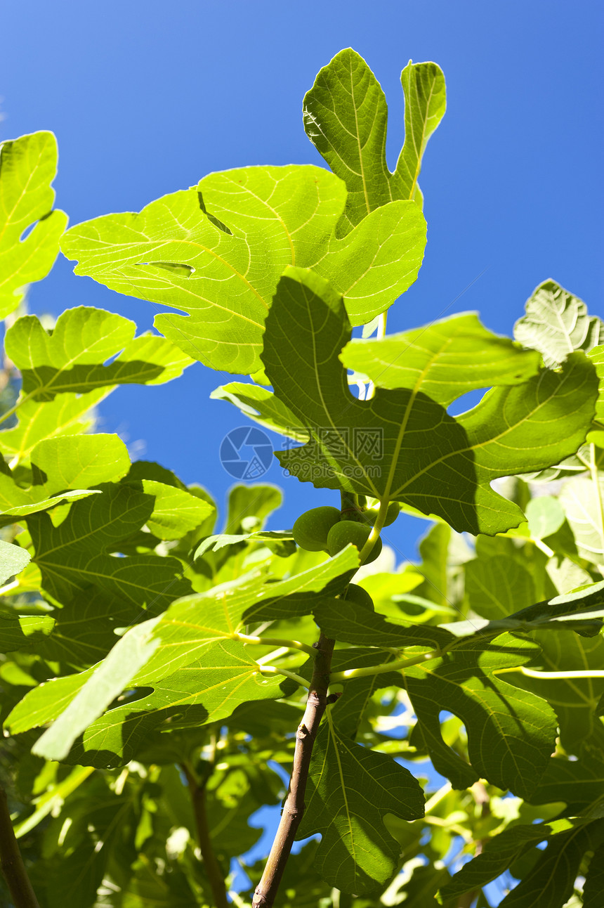 图树绿色蓝色植物树叶热带植物学植物群果味食物图片