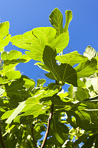 图树绿色蓝色植物树叶热带植物学植物群果味食物背景图片