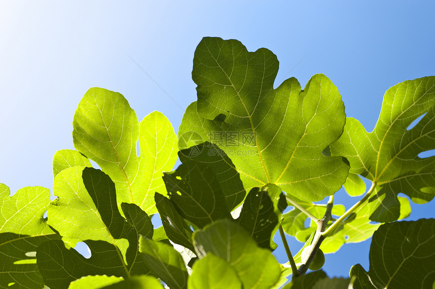 图树绿色树叶植物群热带植物蓝色植物学食物果味图片