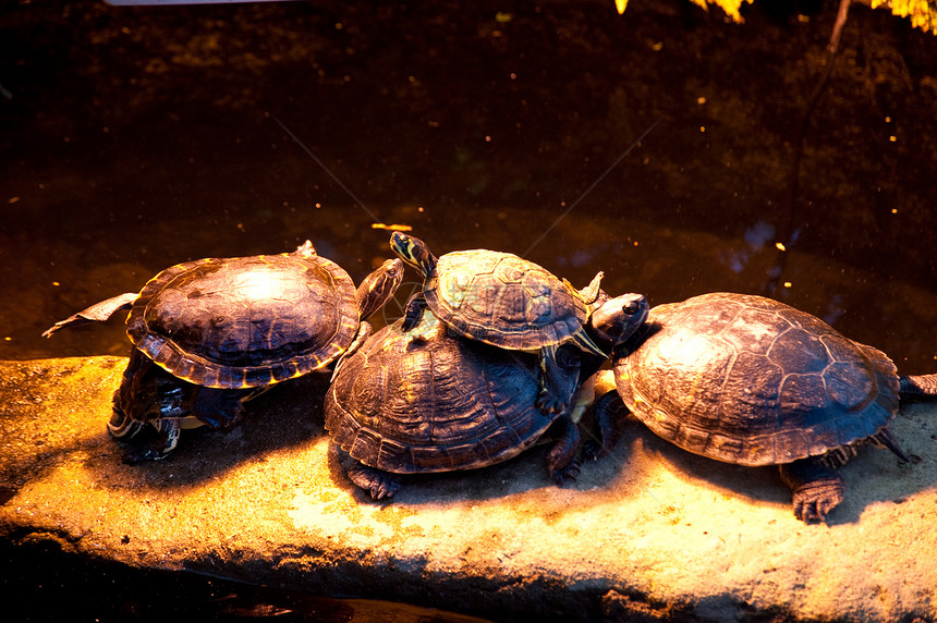 海龟乌龟爬虫动物学热身龟甲冷血生物学爬行动物图片