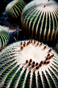 仙人掌防御螺旋沙漠区系植物学植物群荆棘植物背景图片
