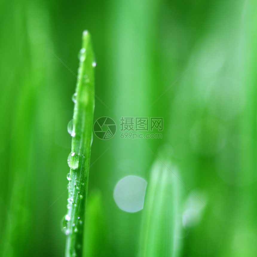 大水滴草地背景环境叶子反射花园刀刃草本植物树叶液体图片