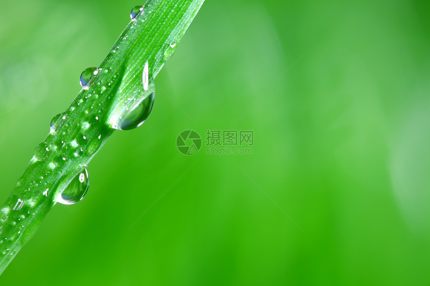 大水滴树叶植物液体宏观草地草本植物阳光叶子雨滴环境图片
