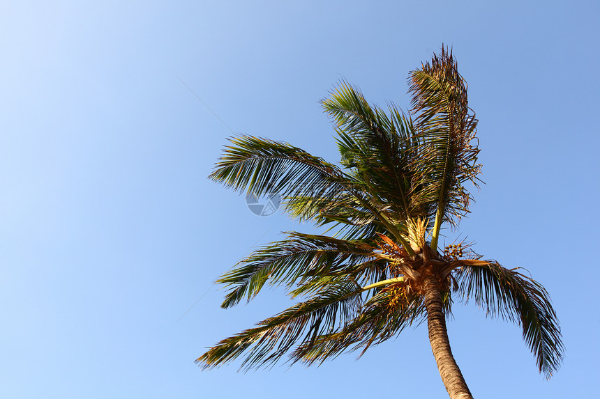 蓝蓝的海枣中情调海岸线晴天热带蓝色支撑海景棕榈植被天空图片