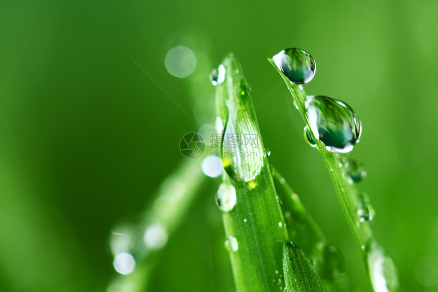 树本背景树叶水滴宏观液体生长植物花园阳光叶子环境图片