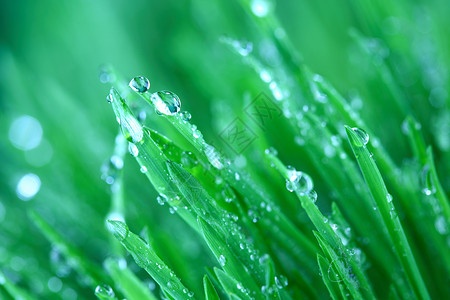树本背景阳光花园刀刃环境雨滴草本植物叶子液体反射气候背景图片