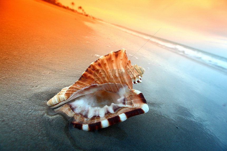 贝壳热带天空异国娱乐支撑旅行游客假期海岸线海岸图片