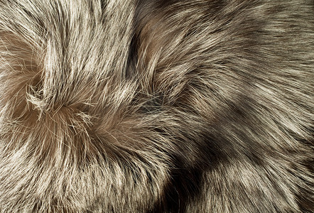 狐毛外套皮肤有条纹的高清图片