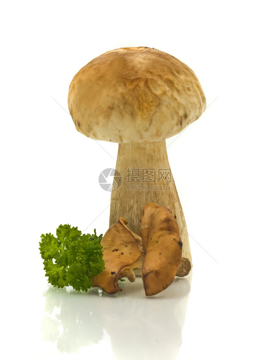 蘑菇和绿色面纱图片