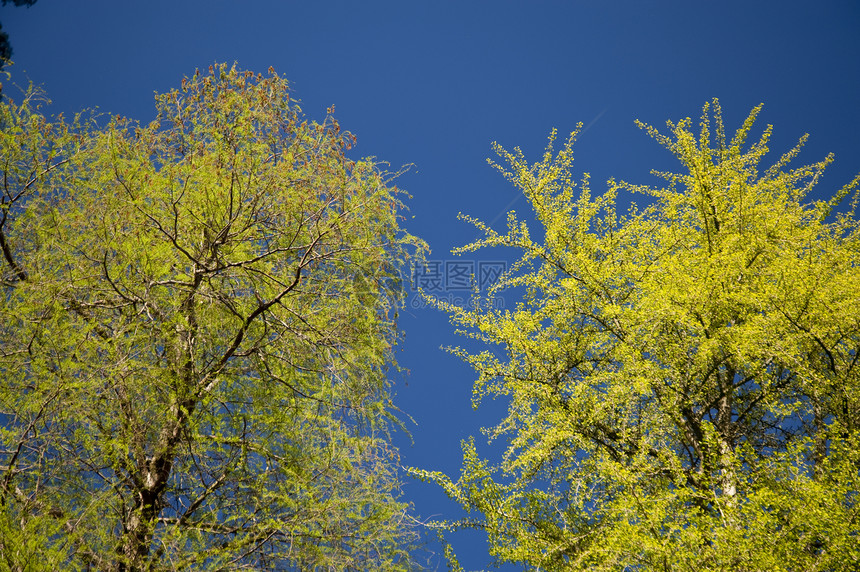 树花朵植物学植物叶子绿色区系树木植物群天空花束图片