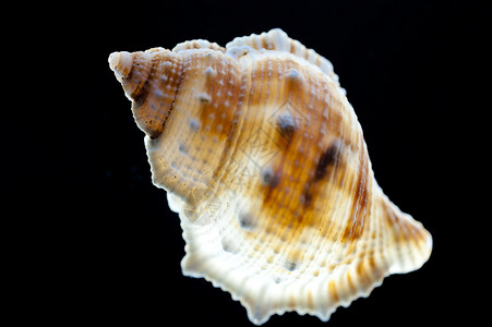 蜗牛贝壳几何学壳类螺旋背景图片