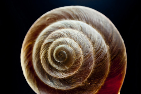 蜗牛贝壳几何学螺旋壳类背景图片