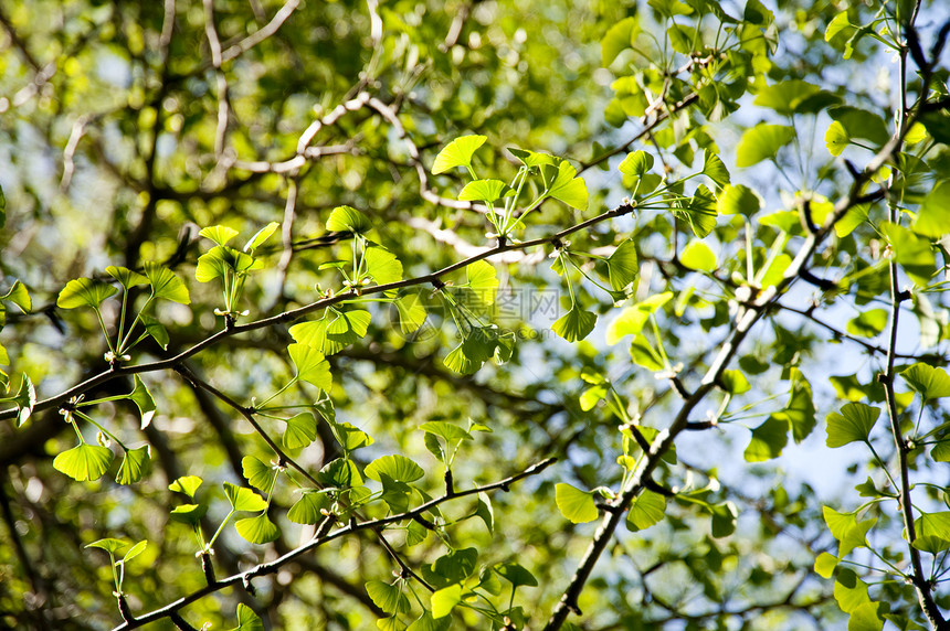 树花束植物学蓝色树木区系花朵绿色植物天空植物群图片