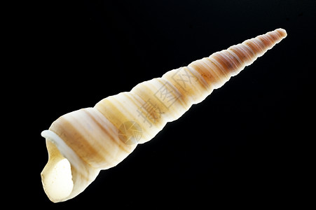 蜗牛贝壳壳类螺旋几何学背景图片