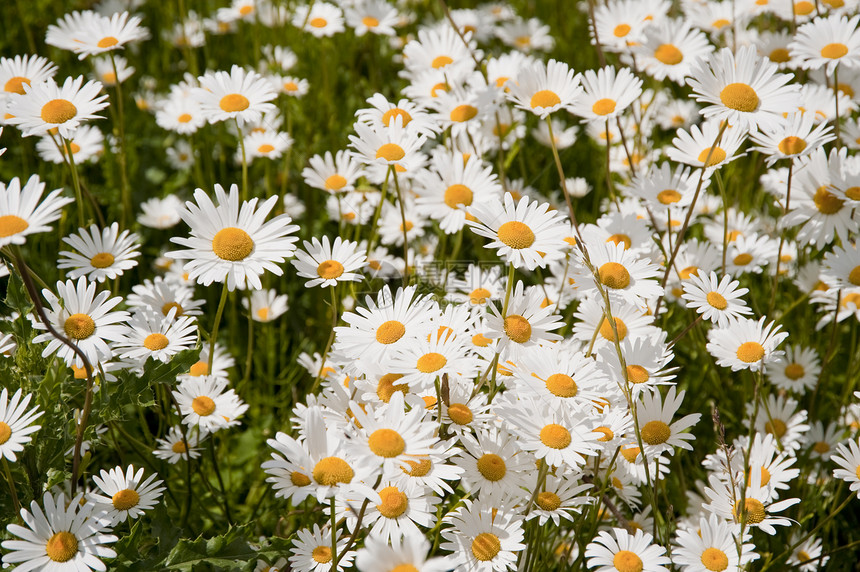 低地草地植物群植物花束花园区系花朵雏菊季节公园图片