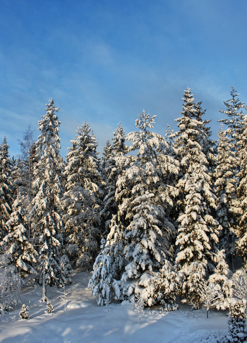 白雪冬冬林树图片