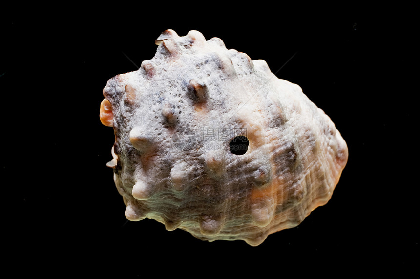 Snail 贝壳动物黑色贝类房子海洋螺旋背景脆皮蜗牛甲壳图片