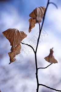 春天的一棵树叶子宏观植物生长照片枫叶树叶植物学区系木头背景图片