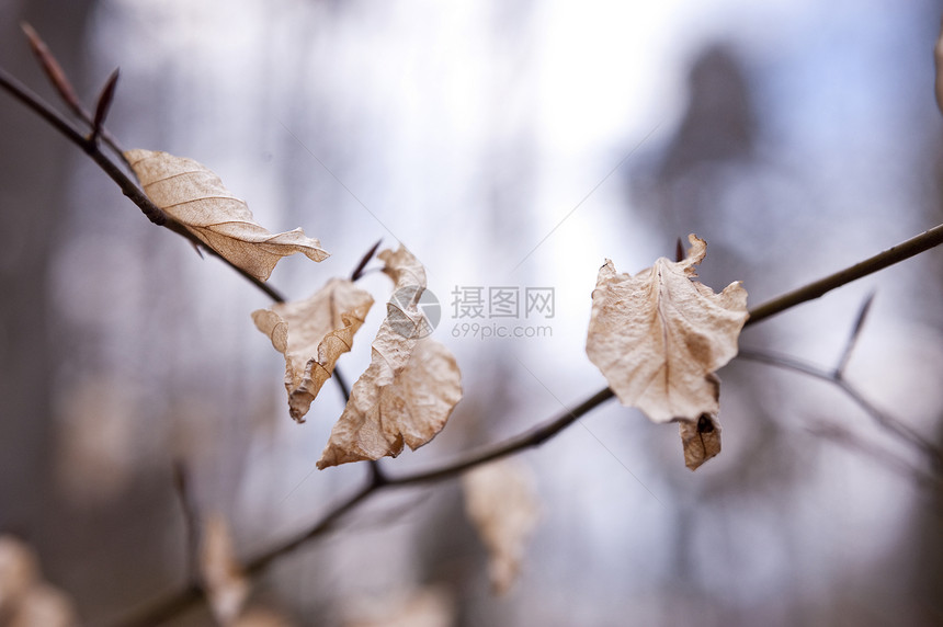 春天的一棵树生长木头叶子区系植物植物学树叶宏观枫叶照片图片