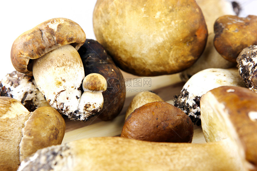蘑菇     波西尼 博利特斯菌类牛扒栽培牡蛎生长食谱鉴别肉汁植物橡木图片