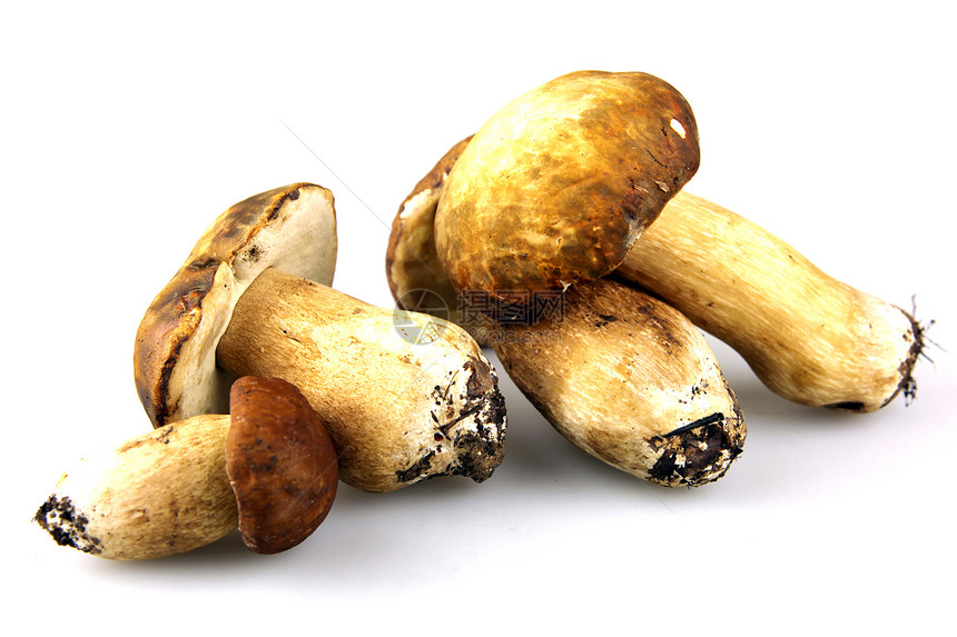 蘑菇     波西尼 博利特斯生长常委菌类食谱鉴别植物栽培牡蛎种植者蔬菜图片