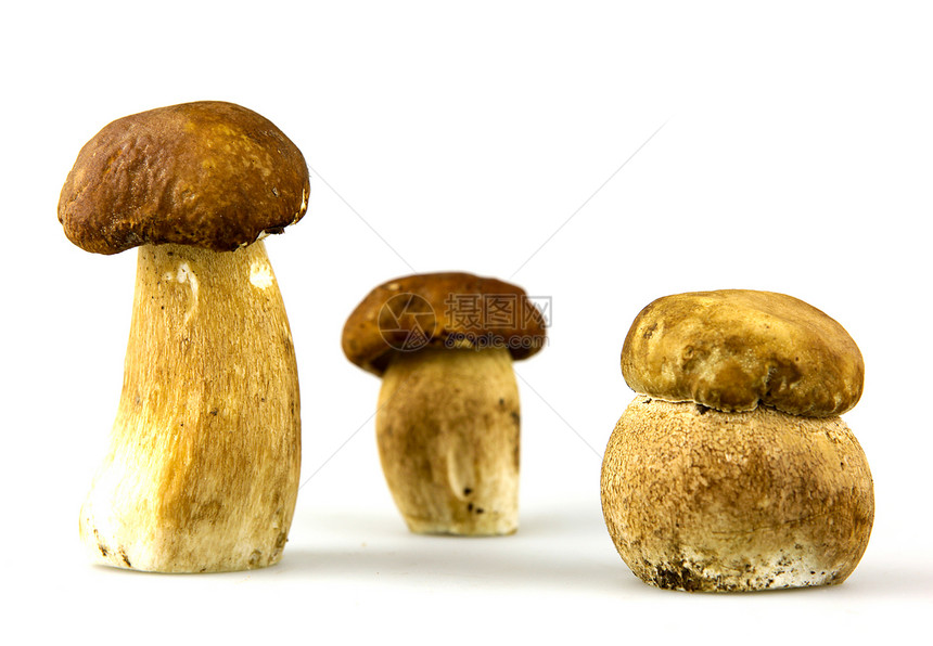 蘑菇     波西尼 博利特斯生活食谱常委运动猪排生长植物橡木栽培菌类图片
