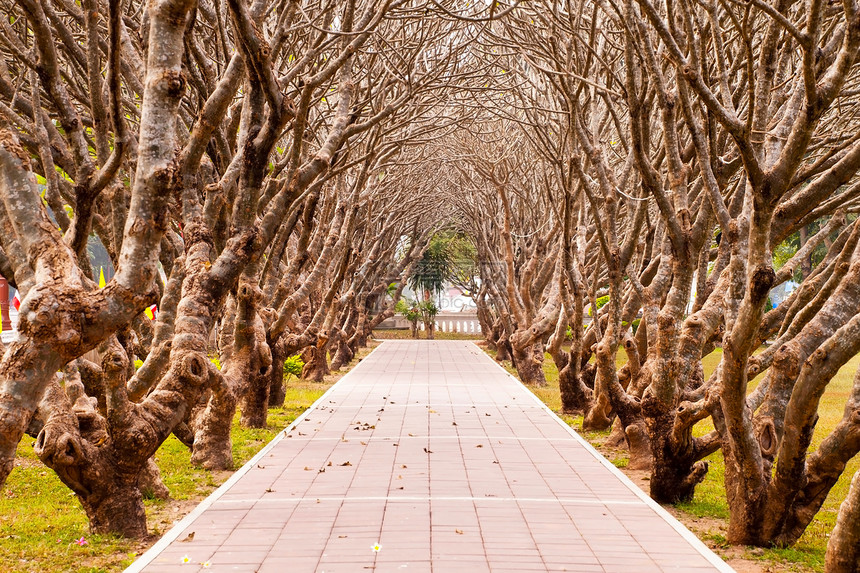 走在路上和地道树上图片