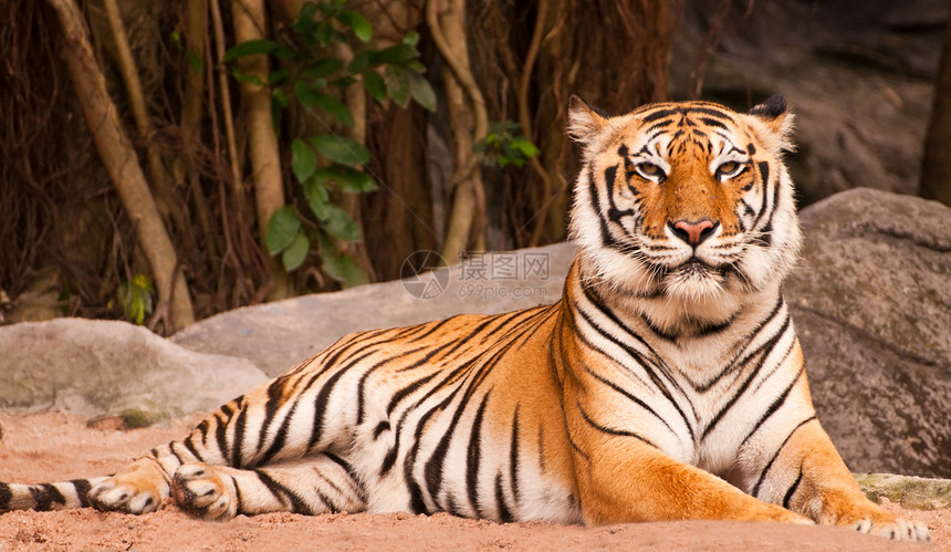孟加拉虎条纹打猎橙子老虎野生动物愤怒毛皮哺乳动物侵略野猫图片