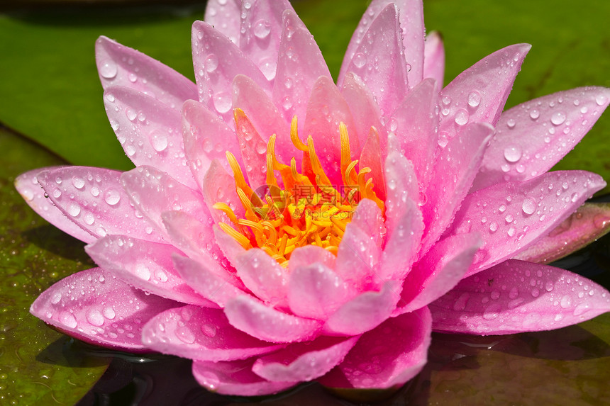 莲花花叶子核桃属花瓣软垫灌木植物花园荷花风化植物学图片