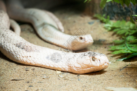 白眼镜蛇背景图片
