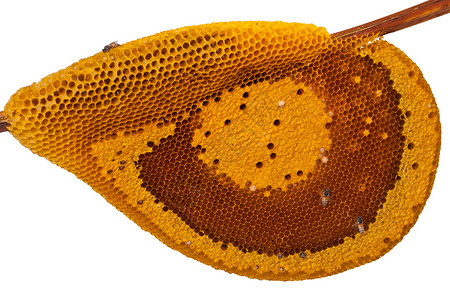 蜂窝细胞中的蜜蜂昆虫六边形幼虫食物养蜂人蜂蜡白色黄色蜂蜜背景图片