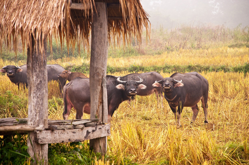 草地上的泰国水牛公园池塘荒野野生动物农民收成生物树木肌肉农场图片