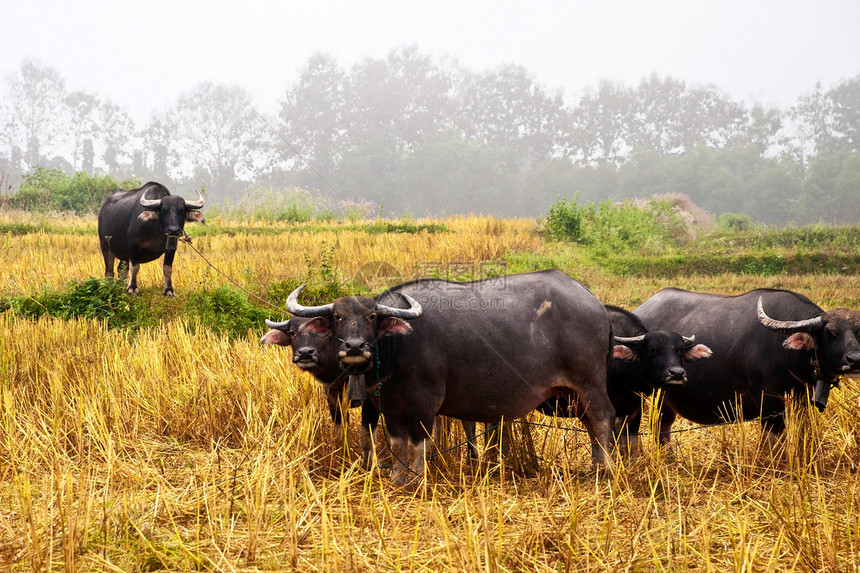 草地上的泰国水牛工作树木热带动物群喇叭培育收成野生动物农民文化图片