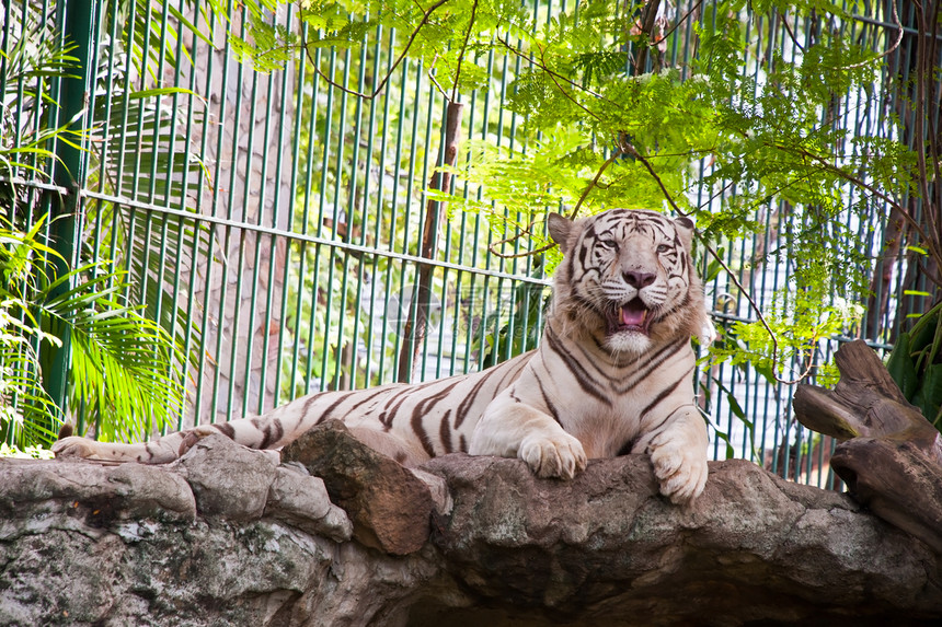 白虎哺乳动物耳朵白色动物野生动物老虎鼻子条纹荒野动物园图片