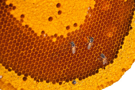 蜂窝细胞中的蜜蜂蜂蜡黄色昆虫白色养蜂人蜂蜜幼虫食物六边形背景图片