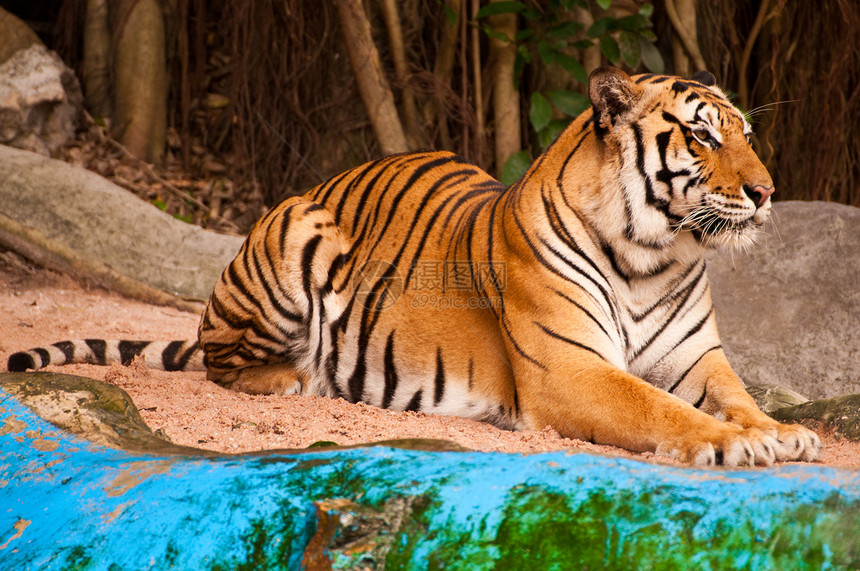 孟加拉虎野生动物侵略野猫打猎猎人愤怒橙子毛皮动物食肉图片