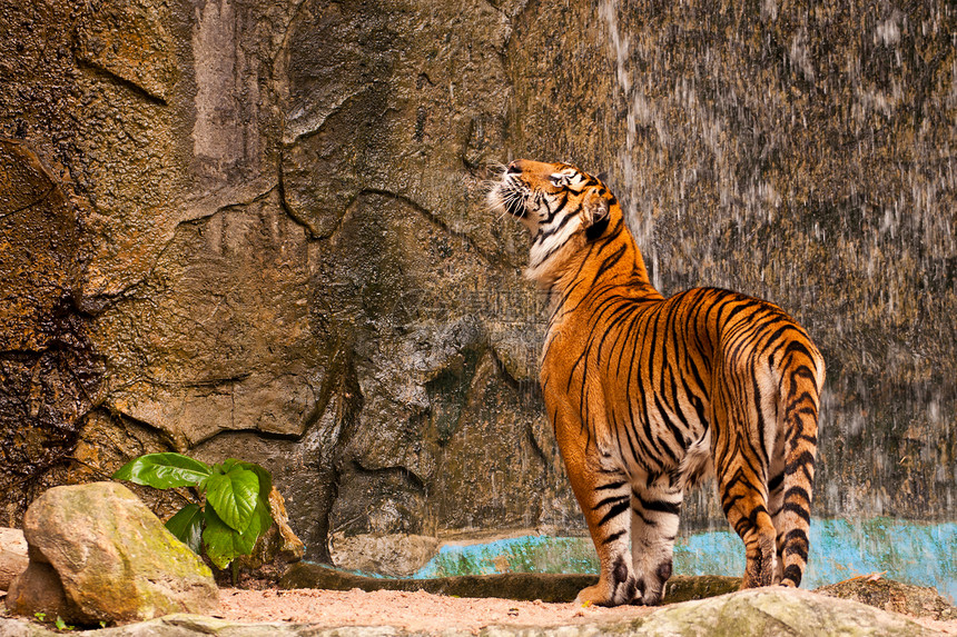 孟加拉虎动物危险哺乳动物猎人愤怒动物园眼睛食肉条纹打猎图片