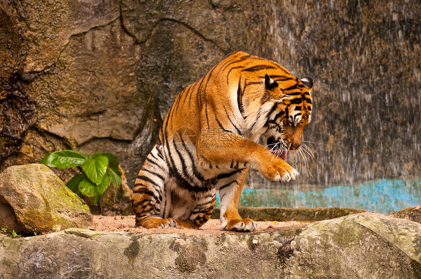 孟加拉虎哺乳动物危险豹属荒野侵略老虎动物园野生动物打猎猎人图片