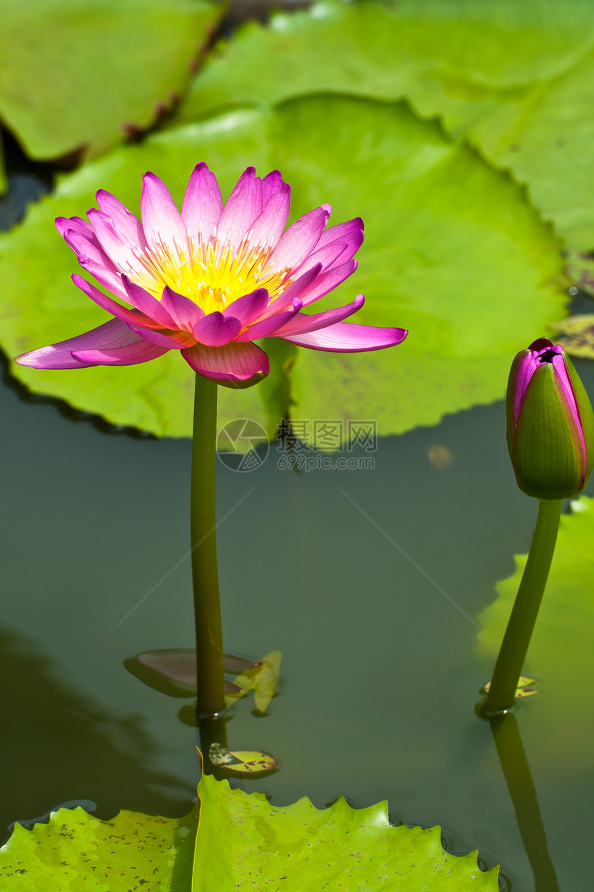 莲花花花萼灌木核桃属异国软垫植物荷花植物学情调百合图片