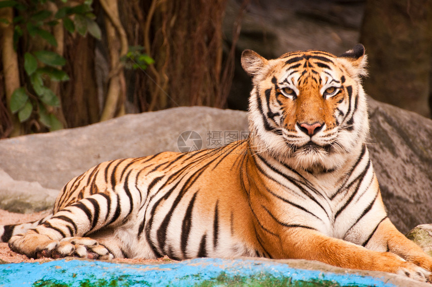孟加拉虎荒野丛林侵略野生动物老虎橙子猎人眼睛危险动物园图片