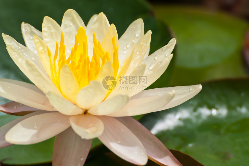 莲花花灌木异国植物学百合荷花情调植物莲花状核桃属花瓣图片