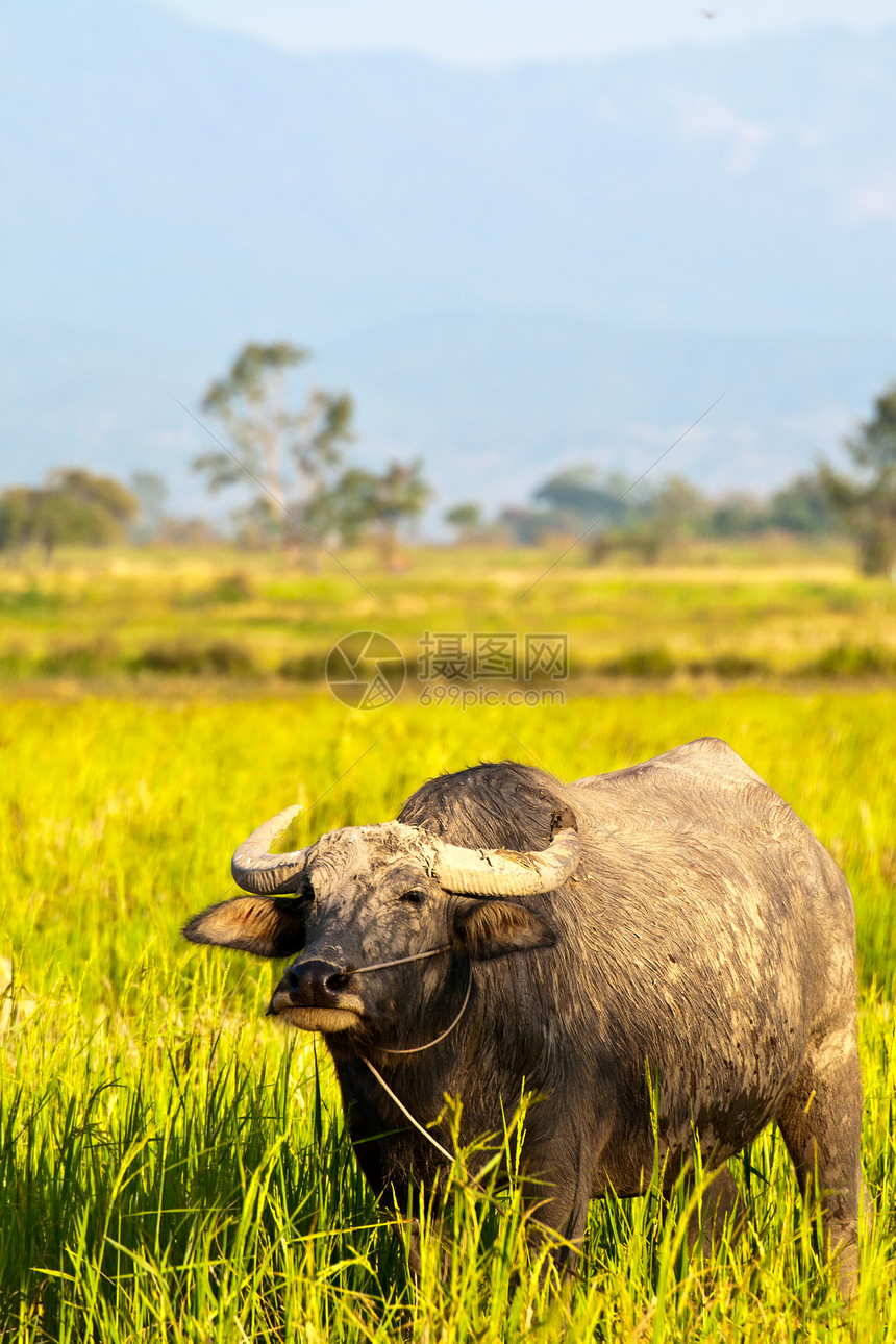 草地上的泰国水牛工作池塘农场文化野生动物工人生物农民培育树木图片