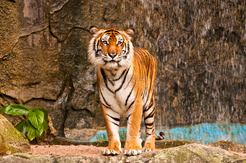 孟加拉虎野猫食肉野生动物动物园老虎毛皮豹属丛林哺乳动物荒野图片