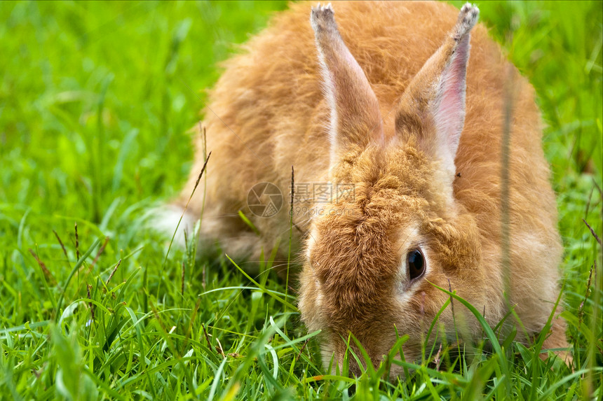 草地上的兔子野生动物尾巴爪子头发毛皮农场哺乳动物生物小狗投标图片