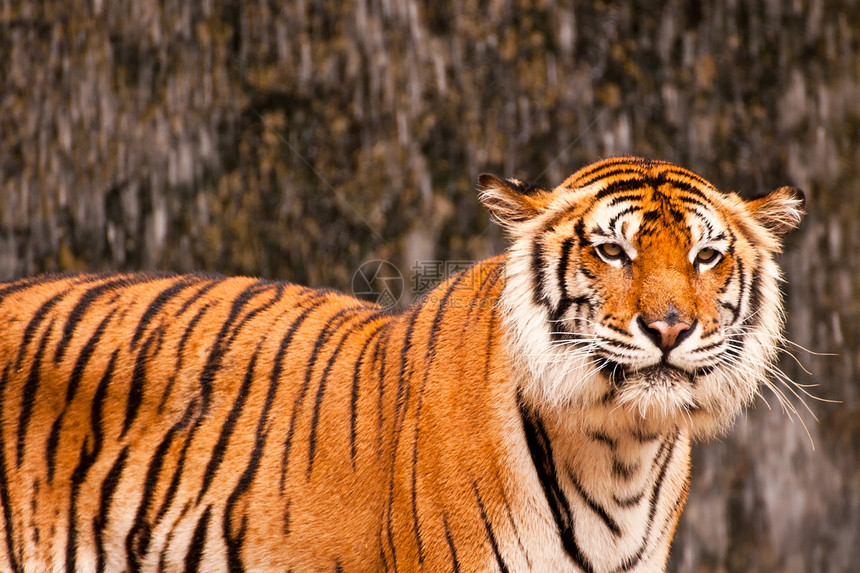 孟加拉虎侵略哺乳动物打猎猫科野生动物猎人毛皮愤怒食肉眼睛图片