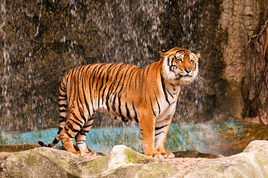 孟加拉虎野生动物猎人豹属动物老虎危险橙子捕食者荒野侵略图片